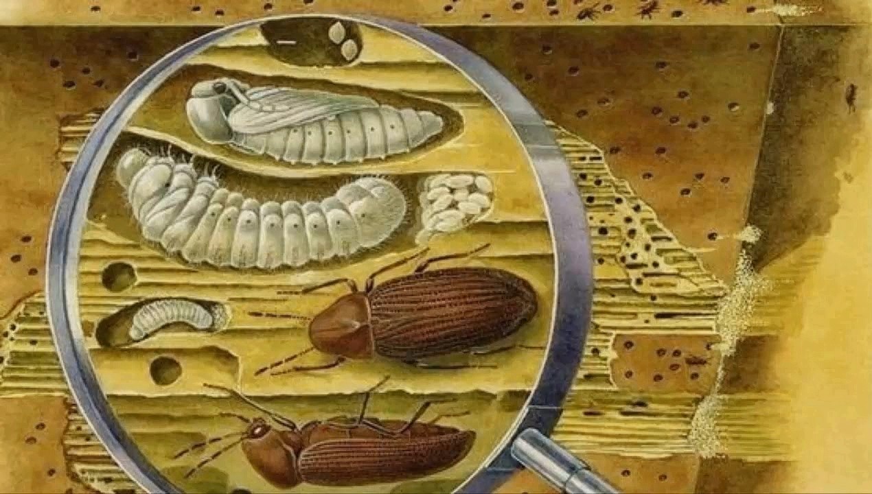 Средство для уничтожения жука в дереве