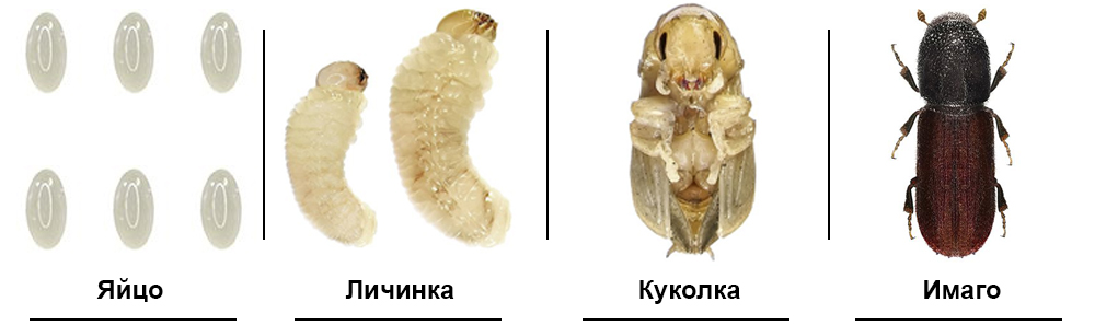 Стадии развития жука короеда и шашеля в деревянном доме